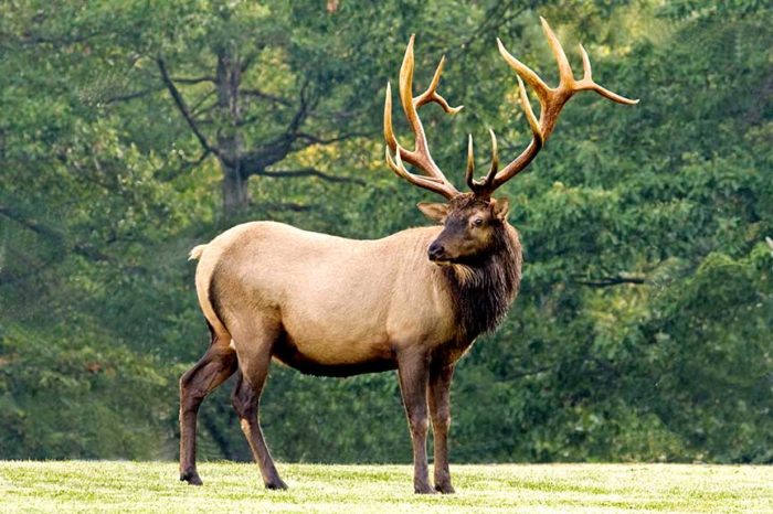 Industry Helps Restore Elk to Former Appalachian Range